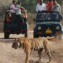 Safari with Taj-Mahal Package3