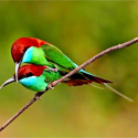 Birding in Borneo