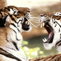 Kanha-Bandhavgarh