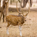 The Fern Gir Forest Resort - Sasan Gir