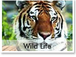 Wild Life