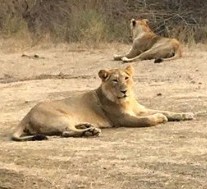 Gir Serai IHCL SeleQtions Luxury Lion Safari Tour | 2N/3D Sasan Gir Wildlife Package
