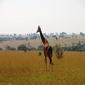 Murchison Falls National Park, Uganda