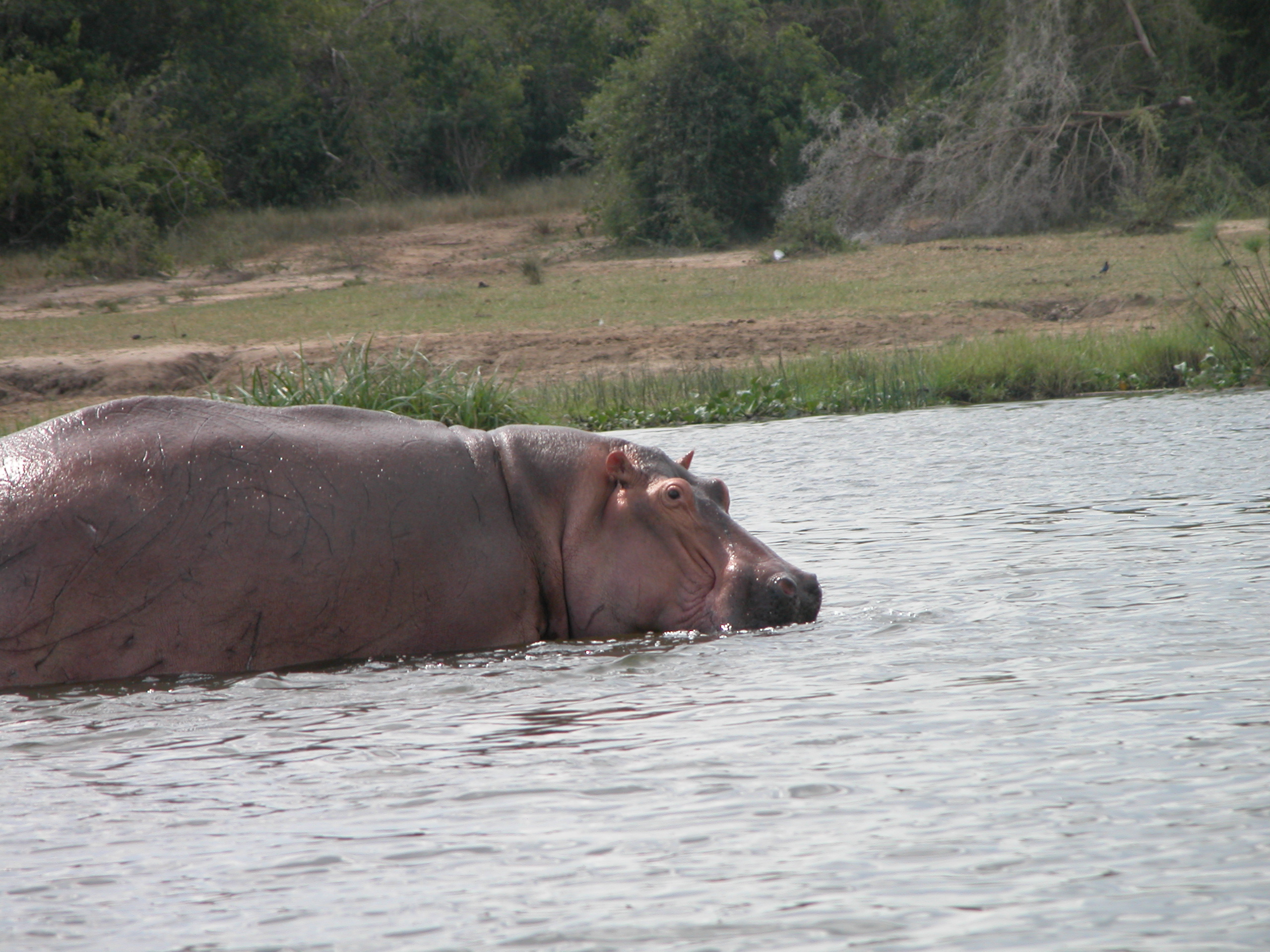 Murchison Falls National Park Safari | 3 Days Uganda Wildlife Tour