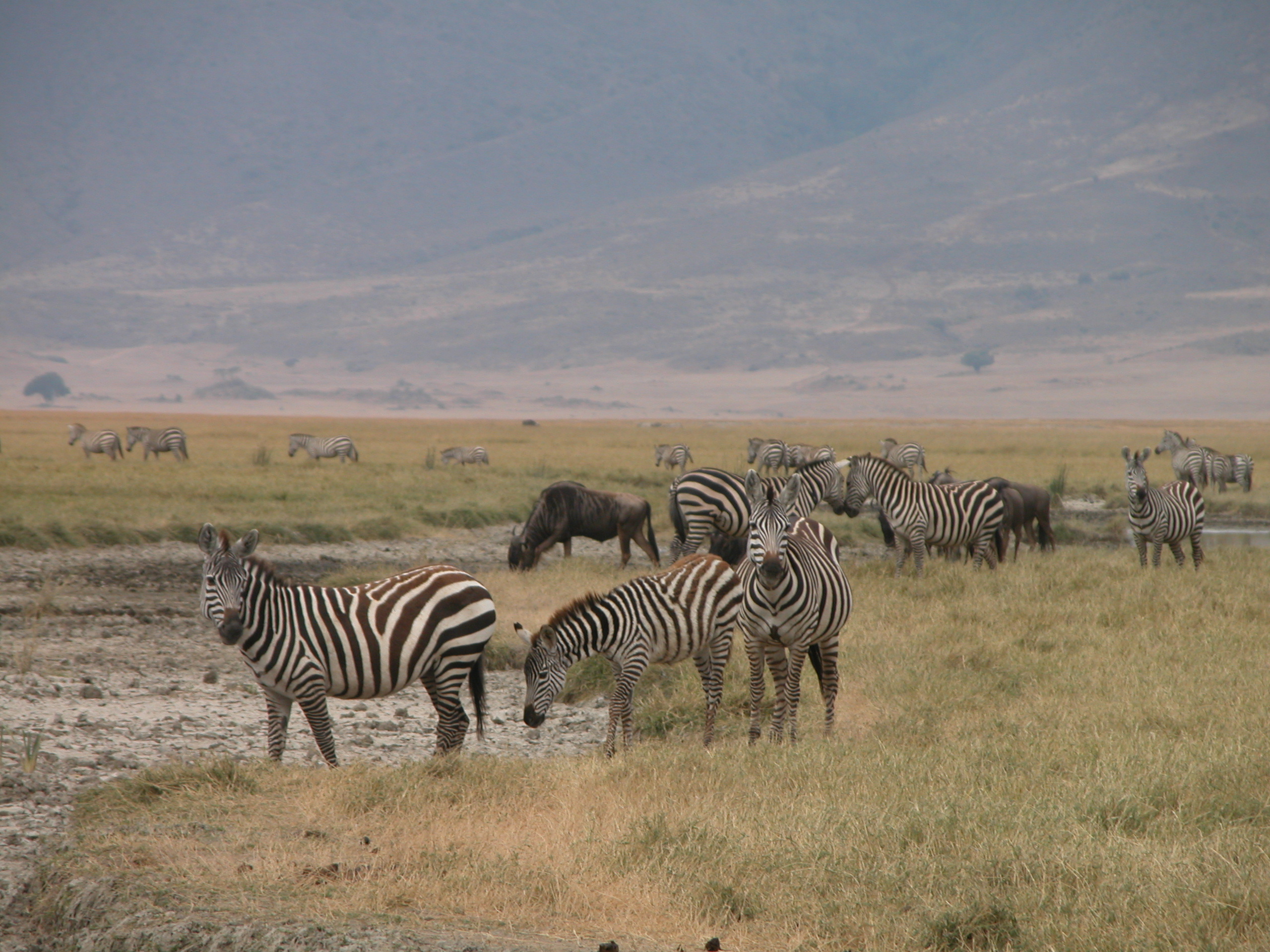 Budget Tanzania Safari