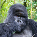 Gorilla Express, Rwanda