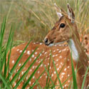 Jabalpur - Kanha