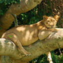 8 Nights / 9 Days Uganda Safari Package