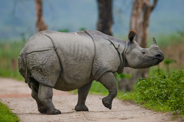 Kaziranga Wildlife Tour – 4 Days Safari Stay at Diphlu Lodge