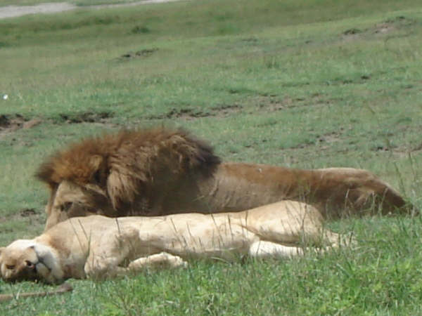 Why Are Lions Called the King of the Jungle? | Safari Secrets SS-005