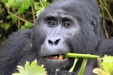 Rwanda Kenya Tanzania Safari – Gorilla Trekking Mara & Serengeti Adventure