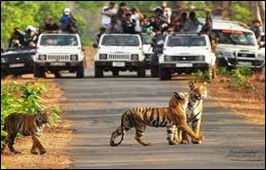 Tadoba Pench Karhandla Tiger Safari | 13 Days Luxury Wildlife Tour 