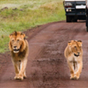 Kenya Ladies Group Tour 4N/5D-Fixed Departure Safari