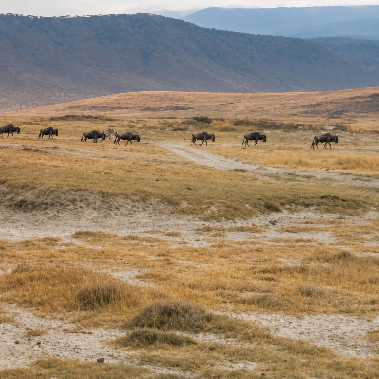 Where Is the Best Place to See the Great Wildebeest Migration? | Travel Smart -  TS-002