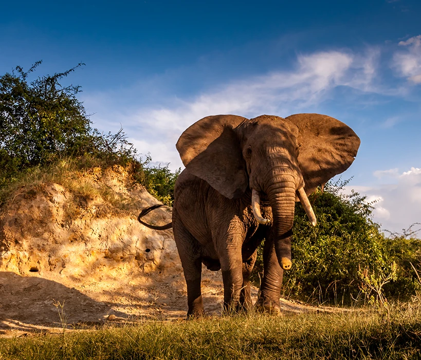 East Africa Luxury Safari – Uganda, Kenya, Tanzania & Zanzibar (23 Days)