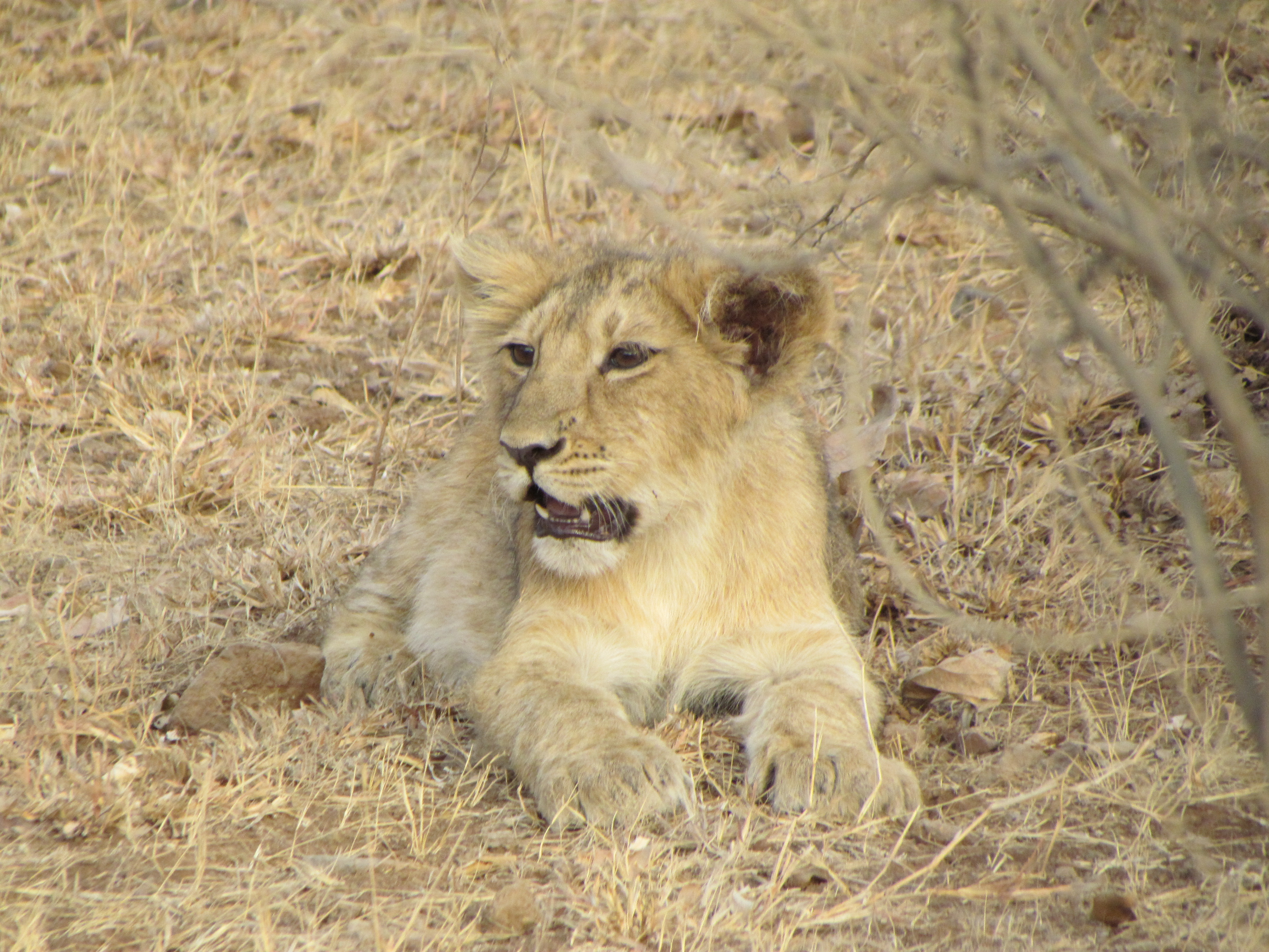 sasan gir sasan gir